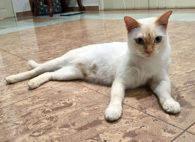 Snowball - Domestic Short Hair Cat