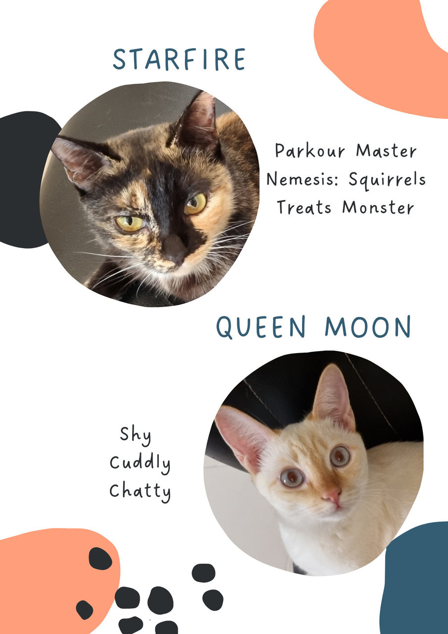 Starfire And Queen Moon - Domestic Short Hair Cat