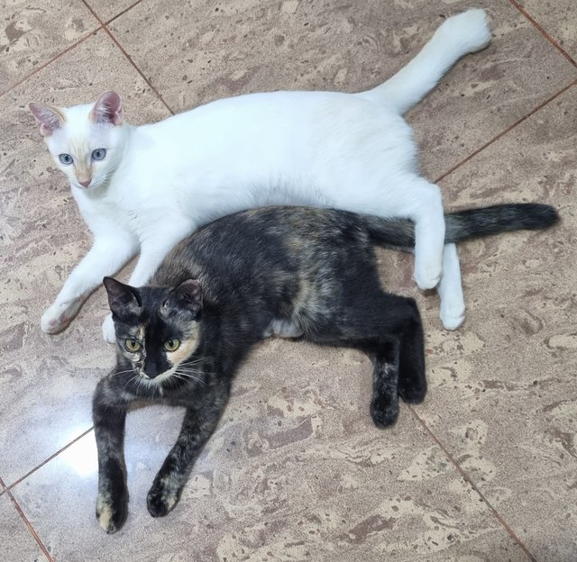 Starfire And Queen Moon - Domestic Short Hair Cat