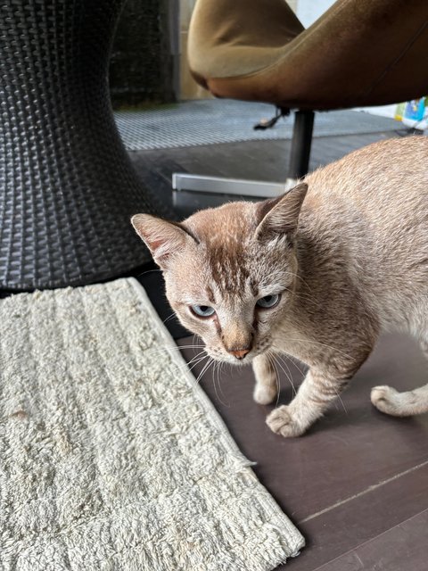 Dusty - Domestic Short Hair Cat