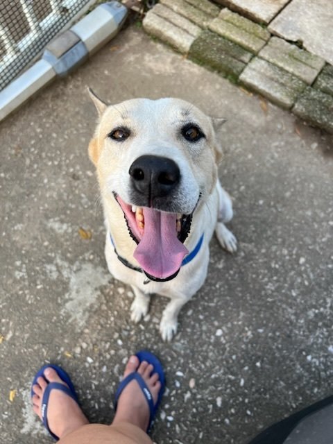 Rusky - Mixed Breed Dog