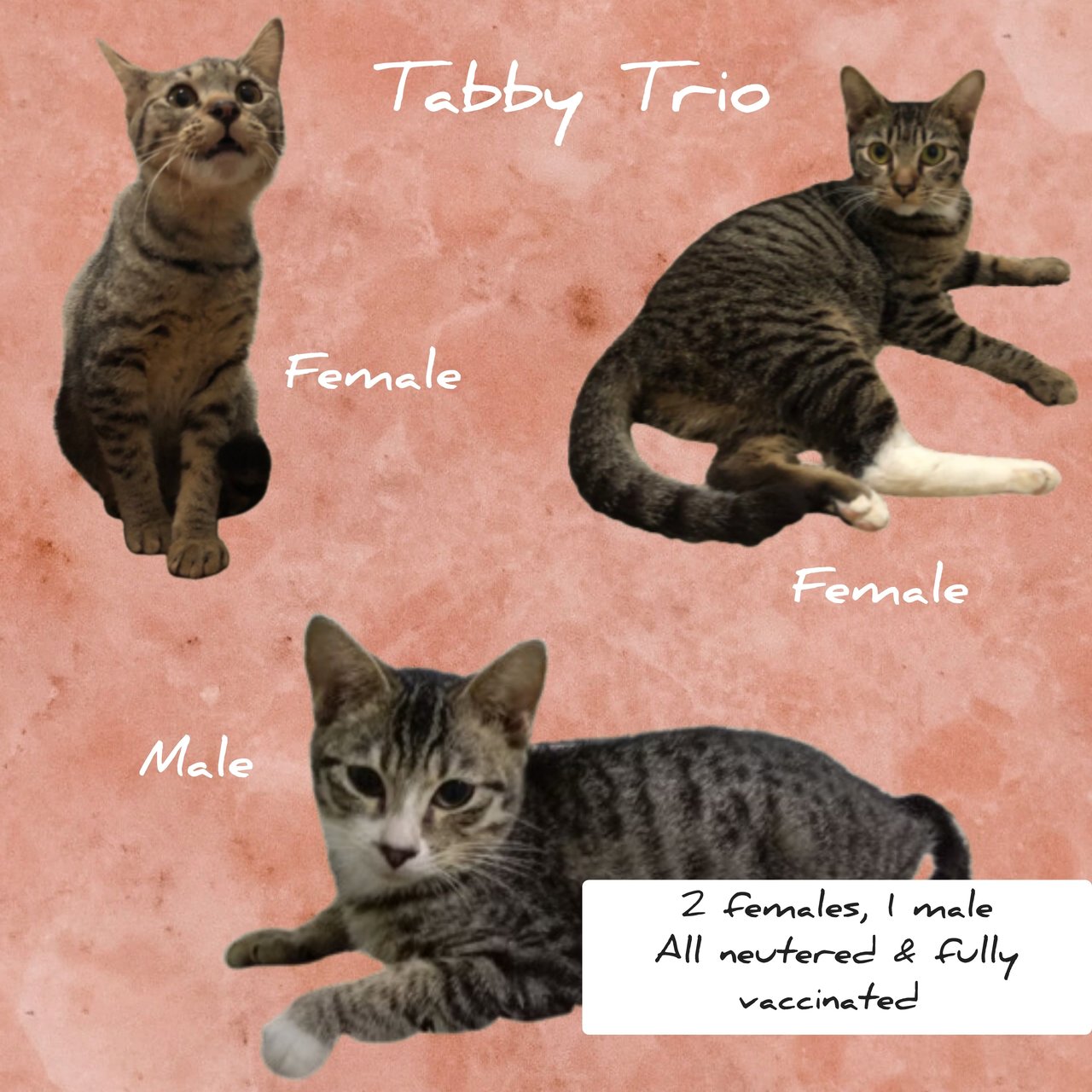 Tabby Trio ⭐🌙🌫️ - Domestic Short Hair + Tabby Cat