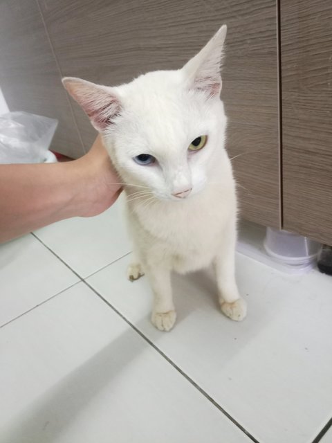 Putih (Heterochromic) - Domestic Short Hair + Siamese Cat