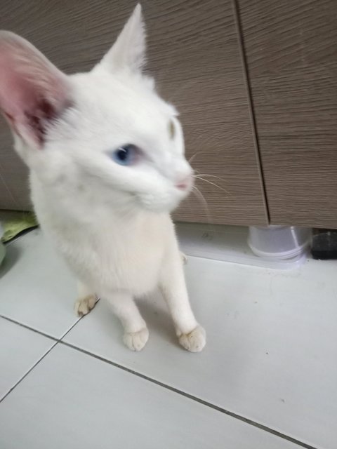 Putih (Heterochromic) - Domestic Short Hair + Siamese Cat