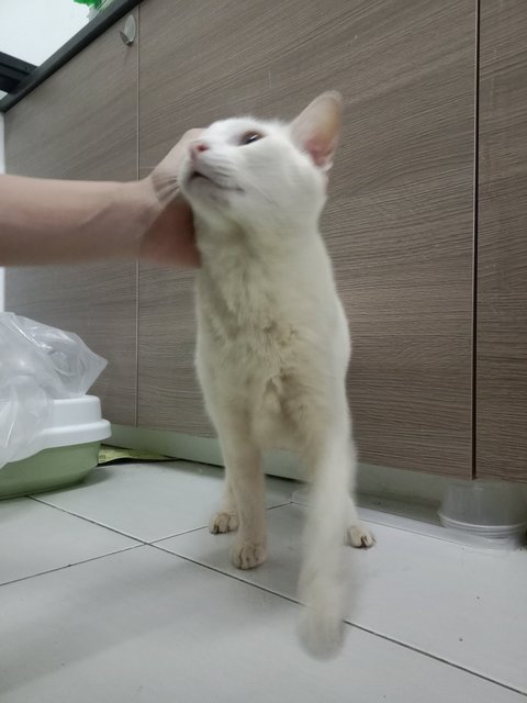 Putih (Heterochromic) - Domestic Short Hair + Siamese Cat