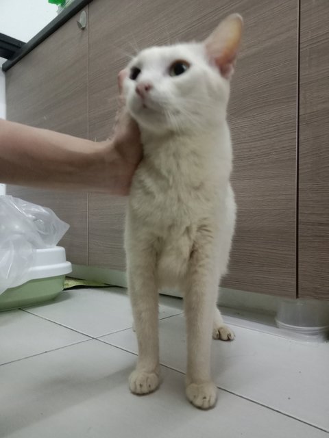 Putih (Heterochromic) - Domestic Short Hair + Siamese Cat