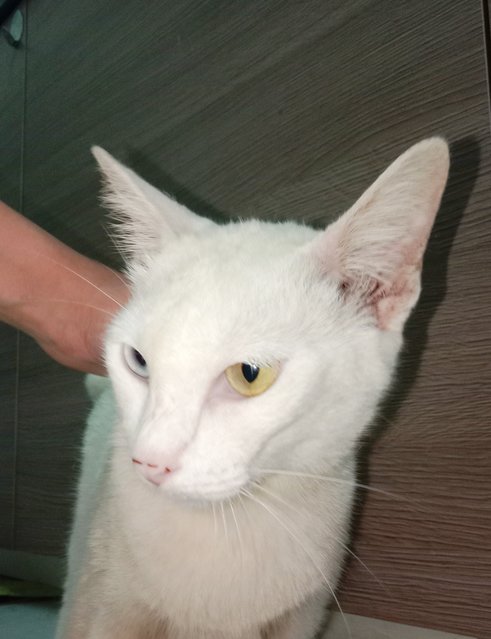 Putih (Heterochromic) - Domestic Short Hair + Siamese Cat