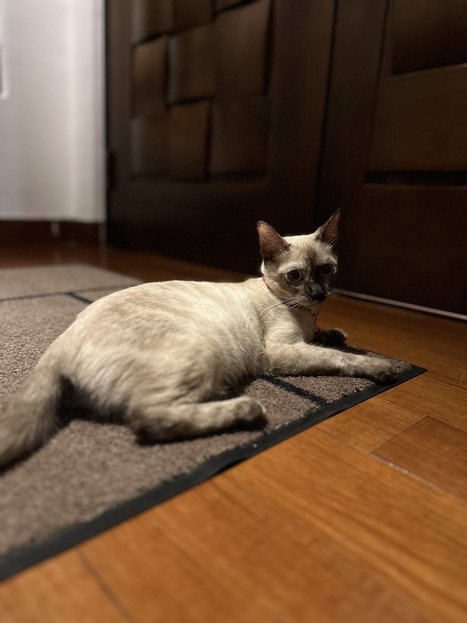 Marshmallow - Domestic Short Hair + Siamese Cat