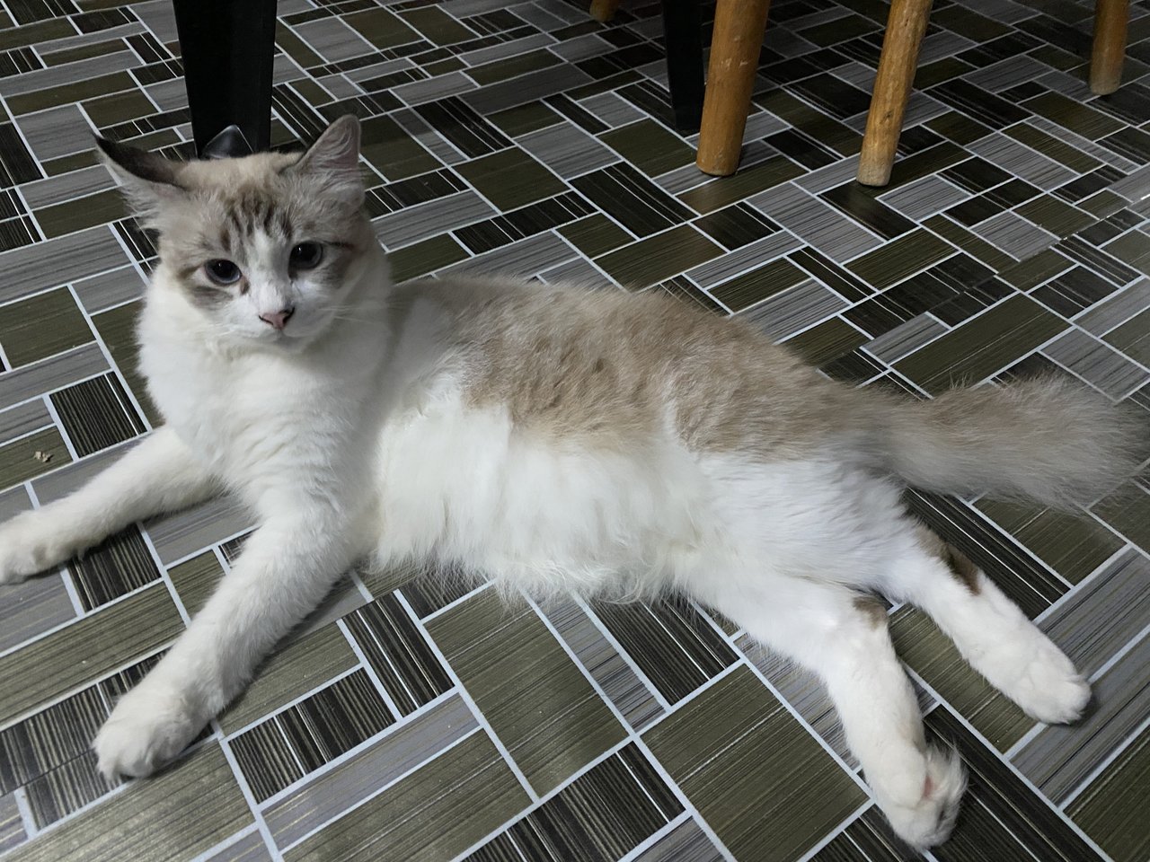 Bubu Syantik  - Domestic Medium Hair Cat