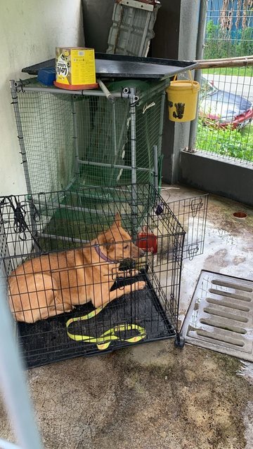 Brownie  - Mixed Breed Dog