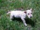 Terrier Mix Breed - Mixed Breed Dog