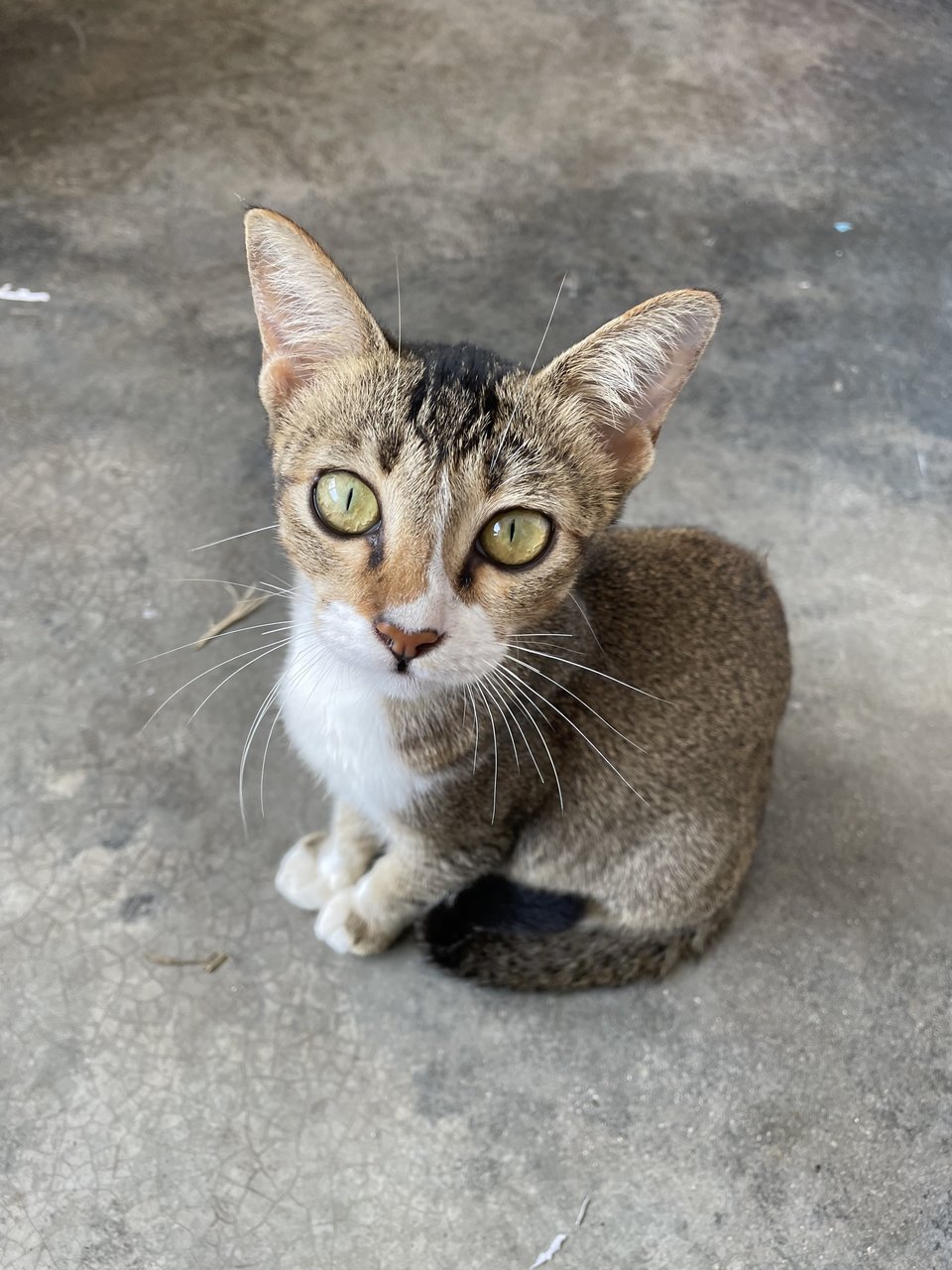 Meow - Domestic Short Hair Cat