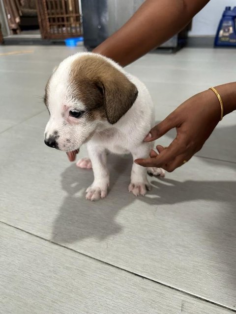 Tomy And Kutty  - Mixed Breed Dog