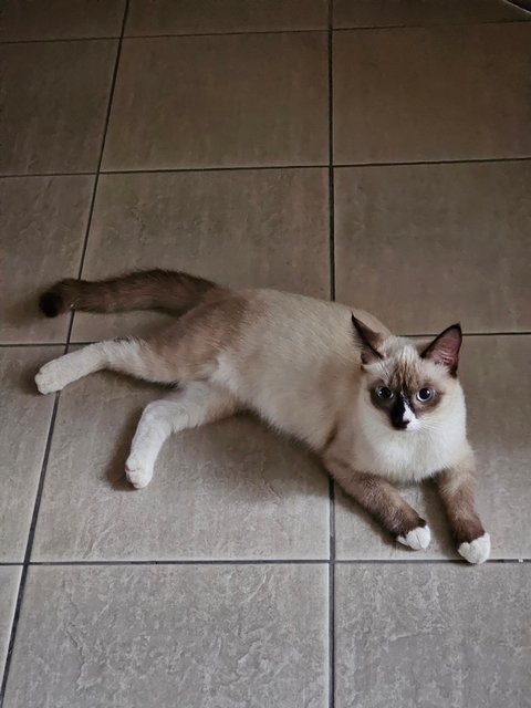 PF131037 - Siamese Cat