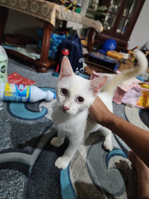 Momo (White) And Panda - Domestic Short Hair Cat