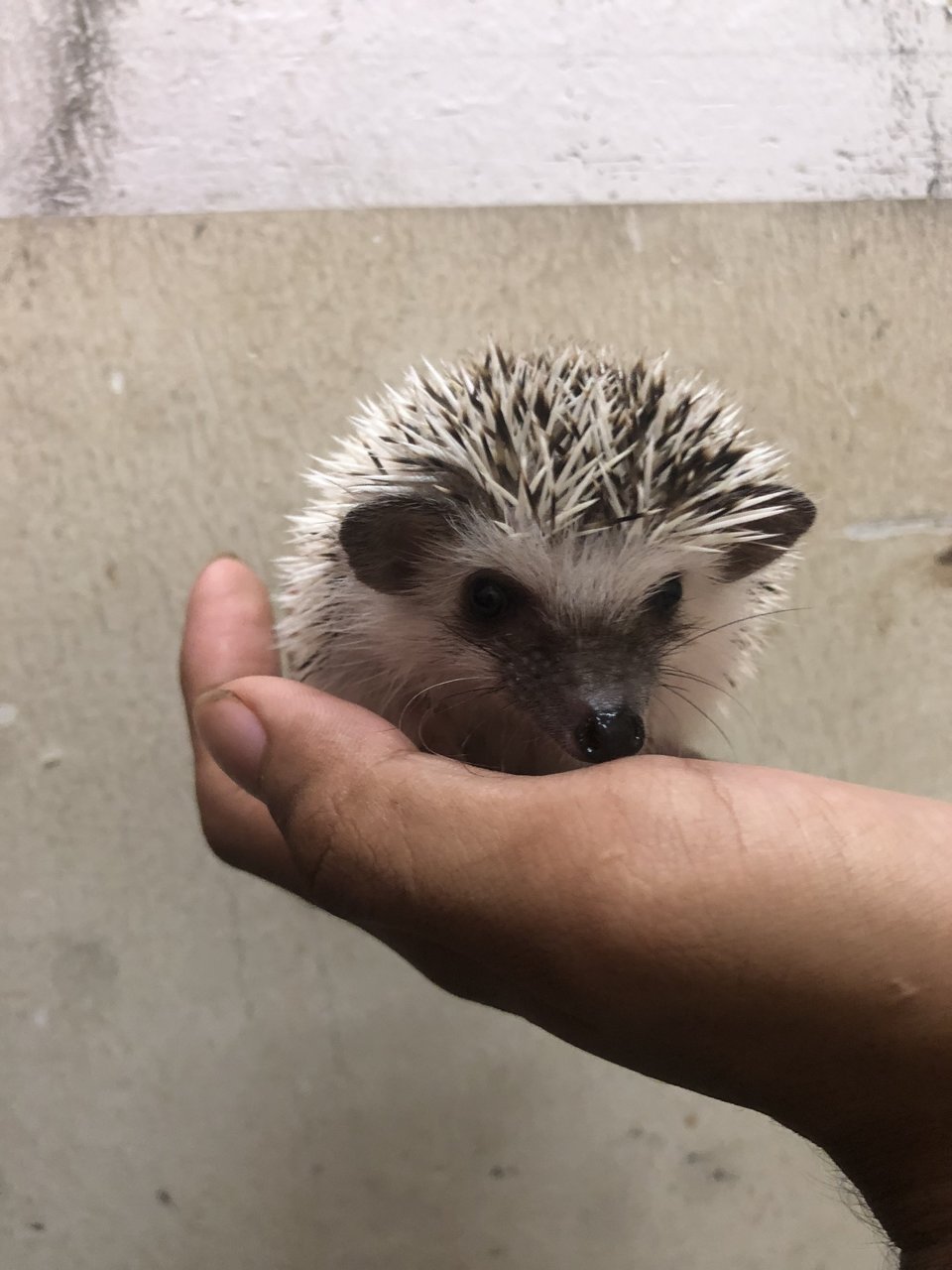 Caca - Hedgehog Small & Furry