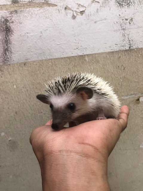 Caca - Hedgehog Small & Furry