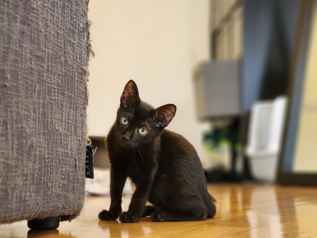 Enzo - Domestic Short Hair Cat