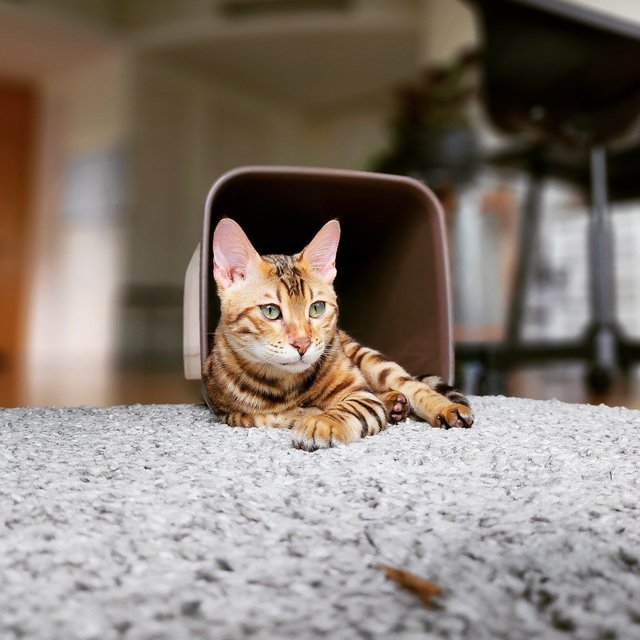 Logan - Bengal Cat