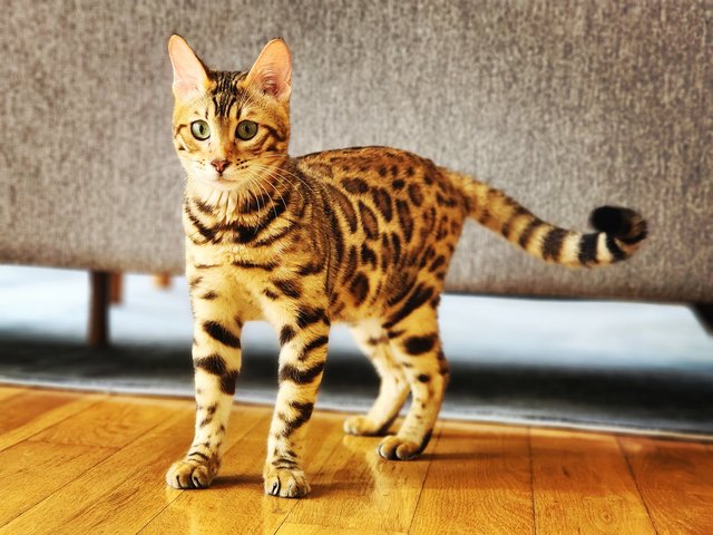 Logan - Bengal Cat