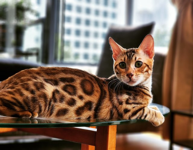 Logan - Bengal Cat