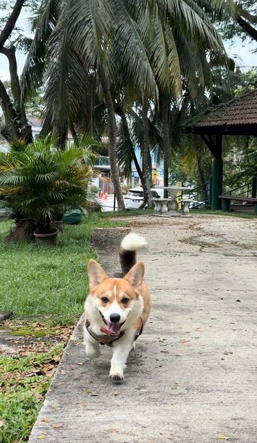 Dan Dan - Welsh Corgi Dog