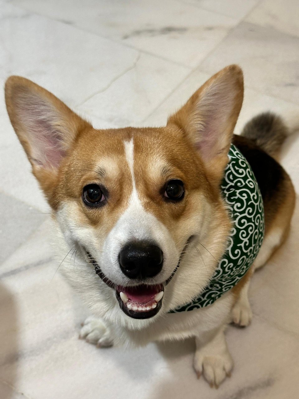 Dan Dan - Welsh Corgi Dog