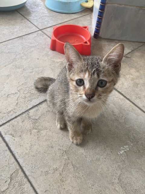 Stacy &amp; Lari  - Domestic Short Hair Cat