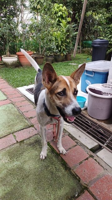 Looking For Owner - Mixed Breed Dog