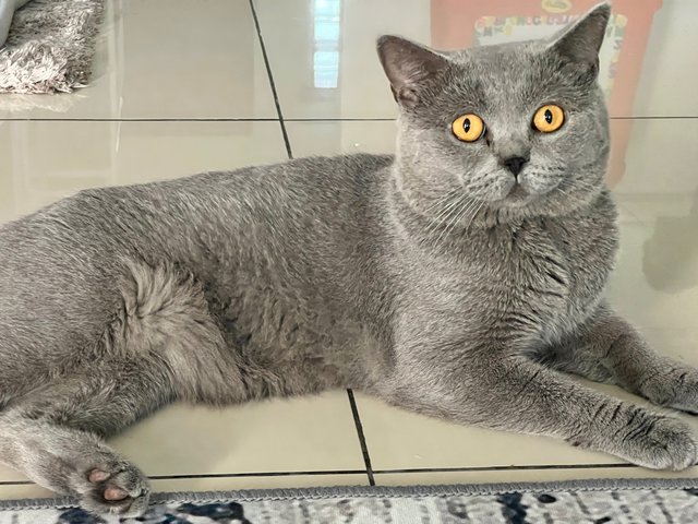 Abu &amp; Coco - British Shorthair + Domestic Short Hair Cat