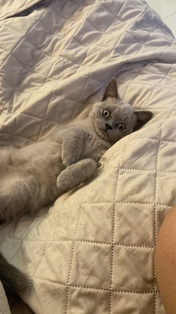 Skittles - British Shorthair Cat