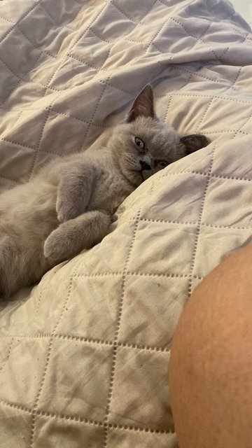 Skittles - British Shorthair Cat