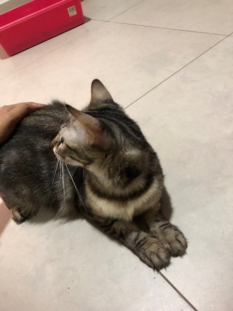 Nini - Domestic Medium Hair Cat