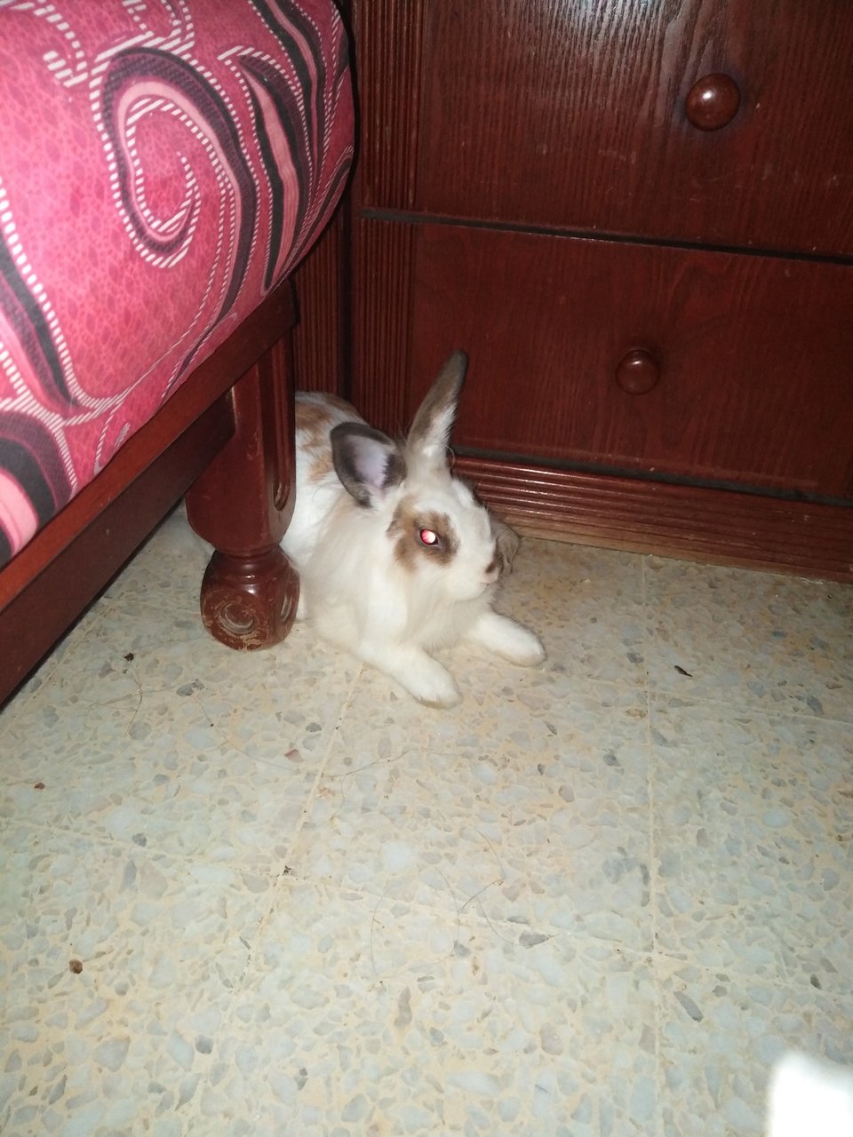 Susie - Lionhead Rabbit