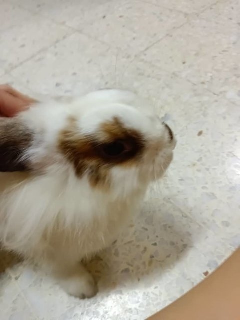 Susie - Lionhead Rabbit