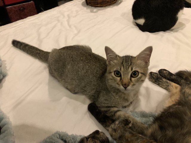 Biscuit - Domestic Short Hair Cat