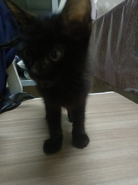 Kecik - Domestic Short Hair Cat