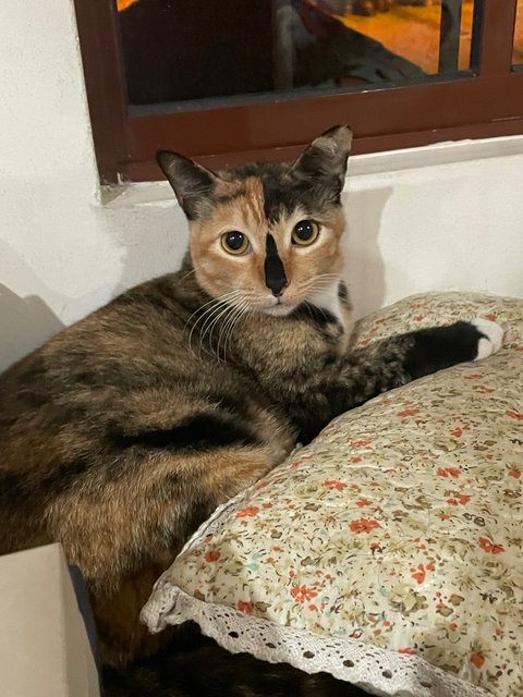 Cali - Calico + Tortoiseshell Cat