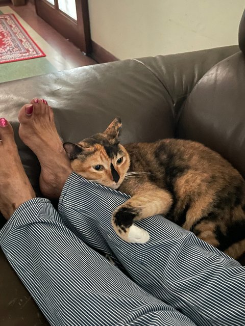 Cali - Calico + Tortoiseshell Cat