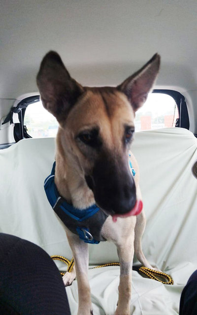  Dodoi - Belgian Shepherd Malinois Mix Dog