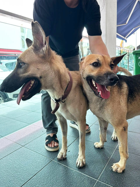  Dodoi - Belgian Shepherd Malinois Mix Dog