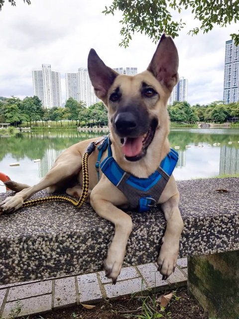  Dodoi - Belgian Shepherd Malinois Mix Dog