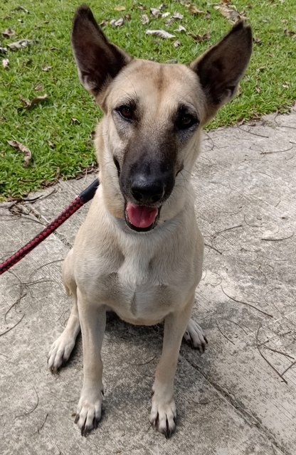  Dodoi - Belgian Shepherd Malinois Mix Dog