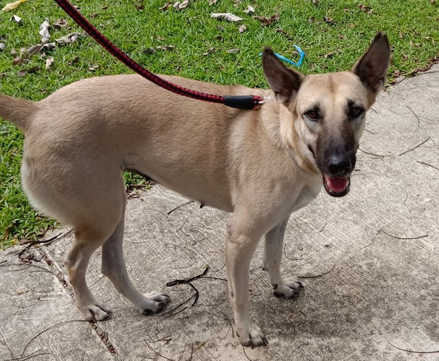  Dodoi - Belgian Shepherd Malinois Mix Dog