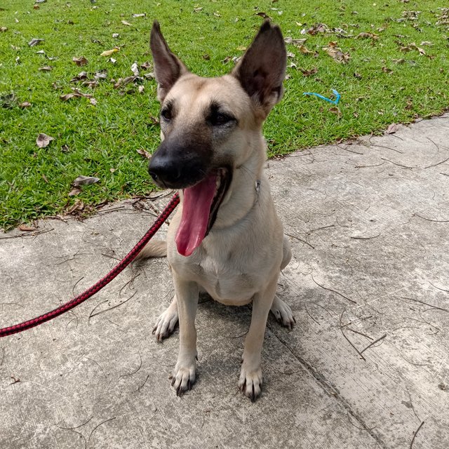  Dodoi - Belgian Shepherd Malinois Mix Dog