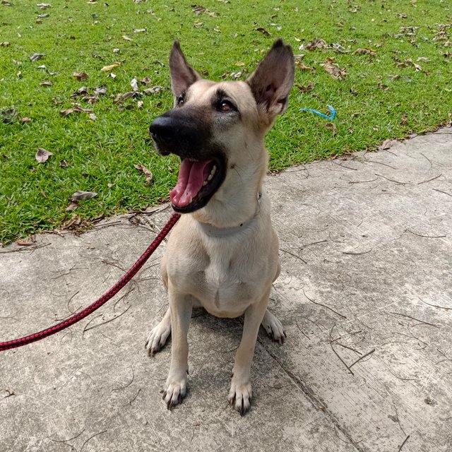  Dodoi - Belgian Shepherd Malinois Mix Dog