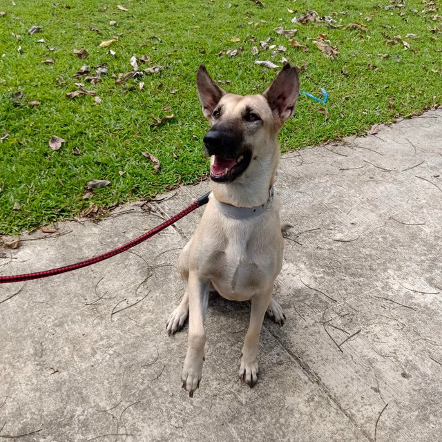  Dodoi - Belgian Shepherd Malinois Mix Dog