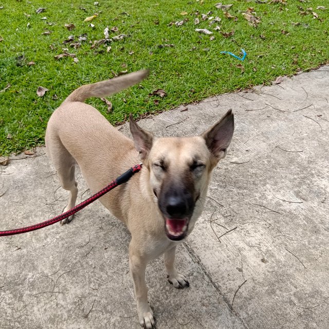  Dodoi - Belgian Shepherd Malinois Mix Dog