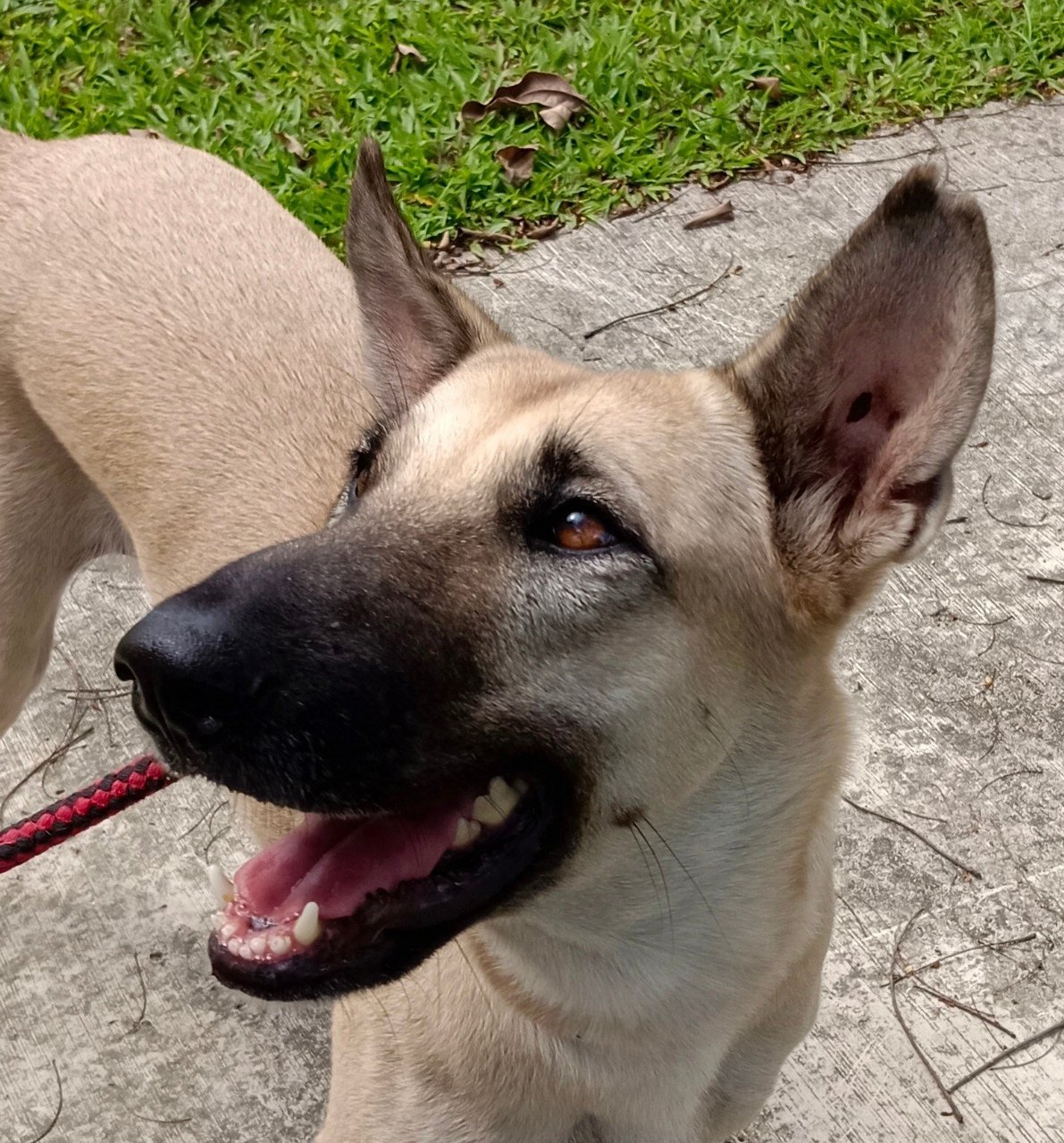  Dodoi - Belgian Shepherd Malinois Mix Dog