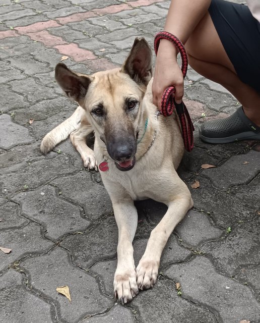  Dodoi - Belgian Shepherd Malinois Mix Dog